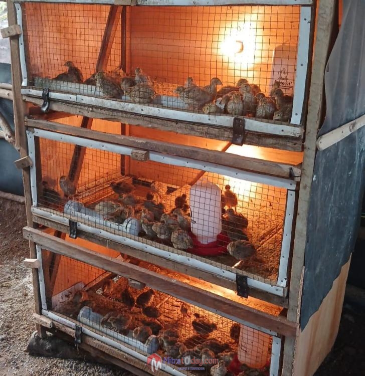 Bukit Asam (PTBA) Dorong Transformasi Desa Seleman Lewat Budidaya Burung&nbsp;Puyuh